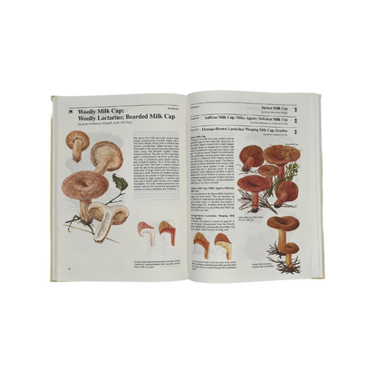 Mushrooms & Toadstools: An Illustrated Guide