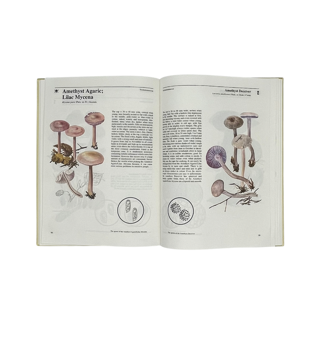 Mushrooms & Toadstools: An Illustrated Guide