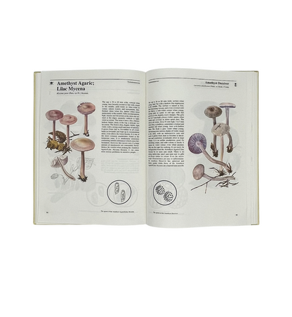 Mushrooms & Toadstools: An Illustrated Guide
