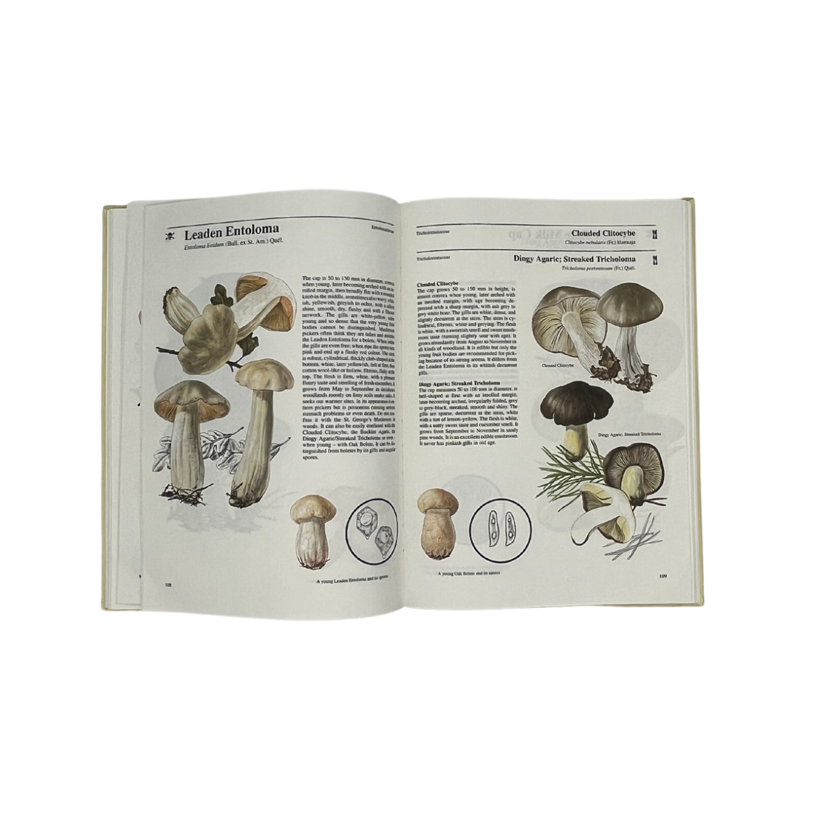 Mushrooms & Toadstools: An Illustrated Guide