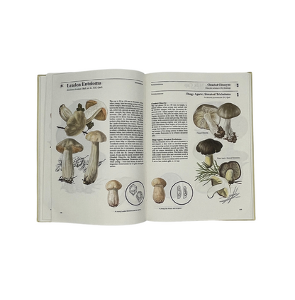 Mushrooms & Toadstools: An Illustrated Guide